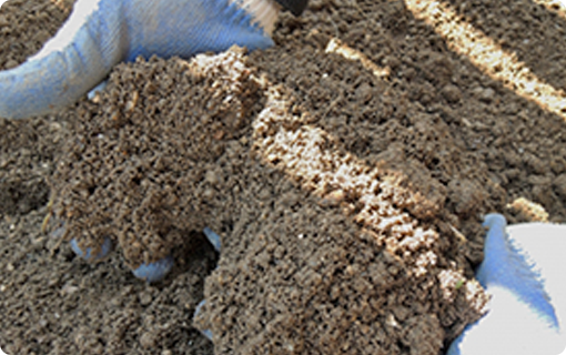 害虫の種類によって消毒に適した時期があります!